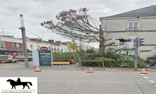 La Roche-sur-Yon : abattage d'arbres malades et mesures de compensation.