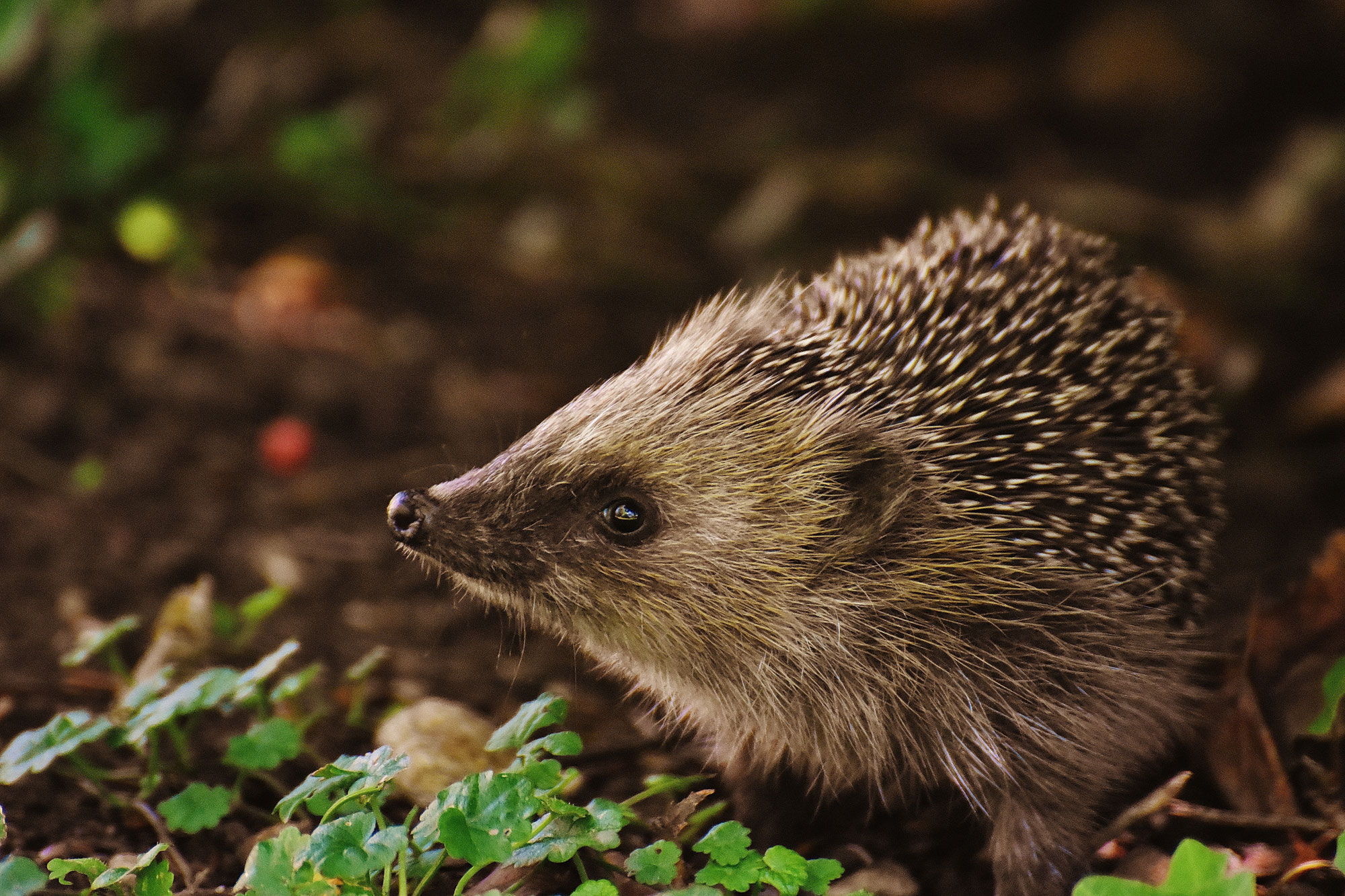 "Ma Ville Nature" : La Roche-sur-Yon initie deux animations gratuites pour favoriser la découverte de la biodiversité