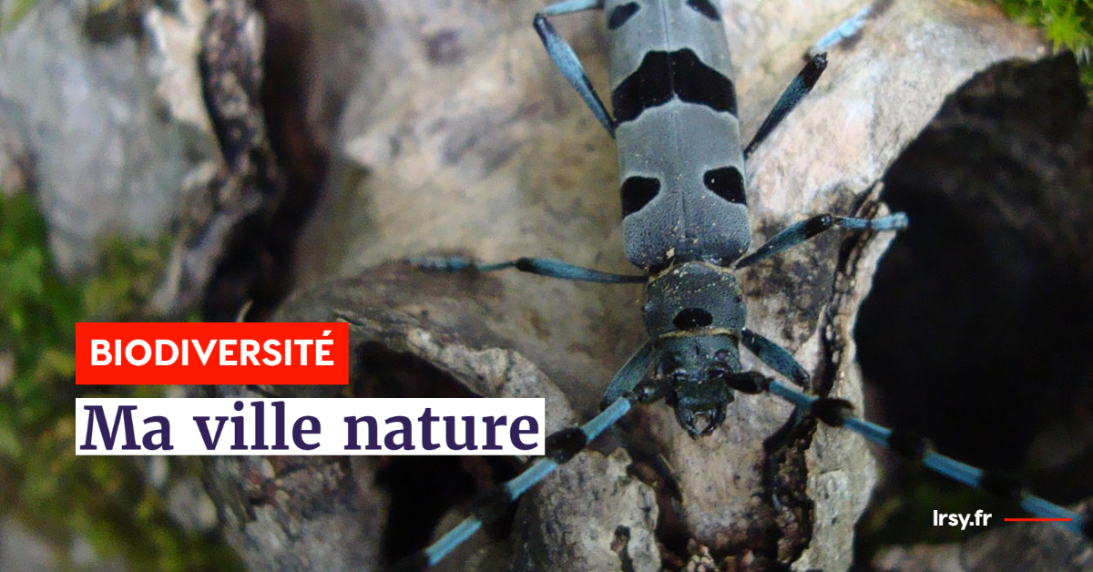 Découverte de la biodiversité locale à La Roche-sur-Yon : rendez-vous le 5 juillet